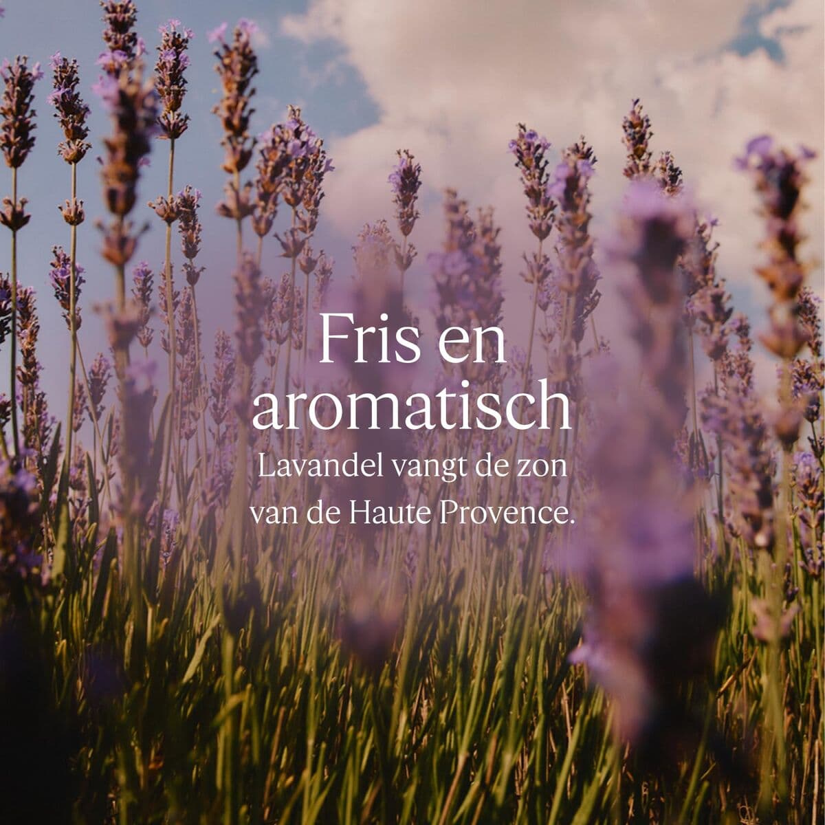 Duschtvål L'Occitane En Provence KARITÉ CONFORT 500 ml — thumbnail 4