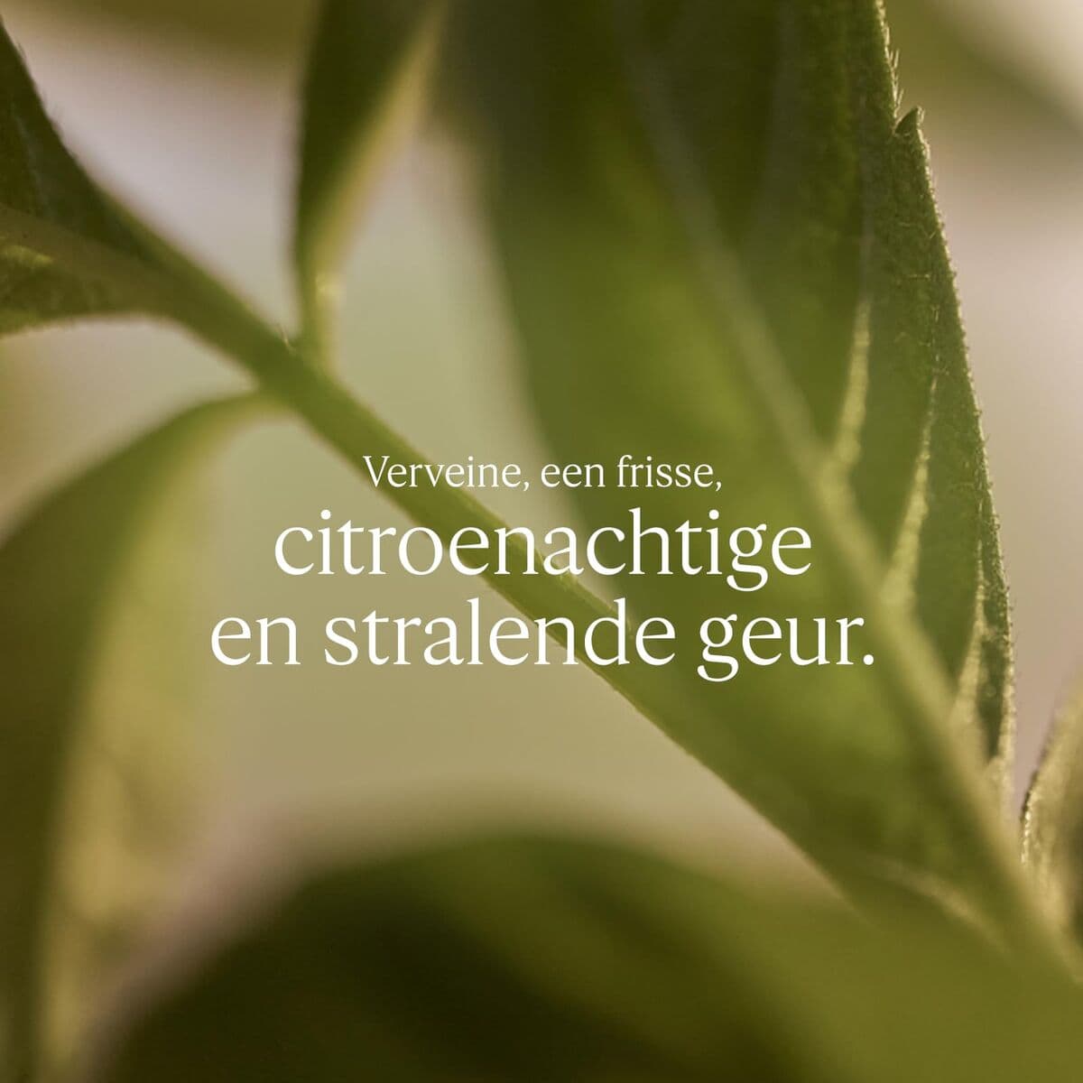 Duschtvål L'Occitane En Provence KARITÉ CONFORT 500 ml